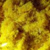 5-BR-DMT Powder Buy N N Dmt Online 510x491 1 100x100